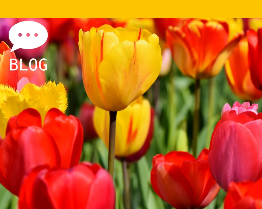 żółto-czerwone tulipany